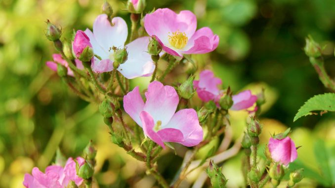 dog-roses-2680693_1920 rosenolie