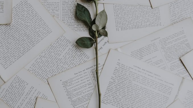 annie-spratt-558907-unsplash rose på papir, begravelse