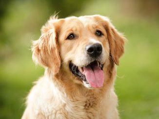hund